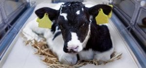 calf-incubator
