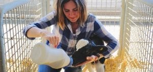 Little baby cow feeding from milk bottle in farm