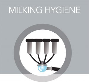 Milking Hygiene