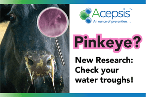 Pinkeye Header featuring cow with nasal discharge, the Pinkeye Title and the "It's in the Water" subhead