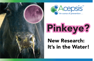 Pinkeye Header featuring cow with nasal discharge, the Pinkeye Title and the "It's in the Water" subhead
