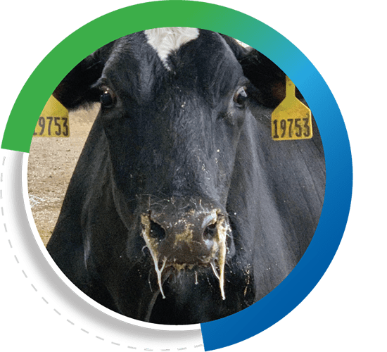 HPAI/BIAV Impact on Dairy Farms