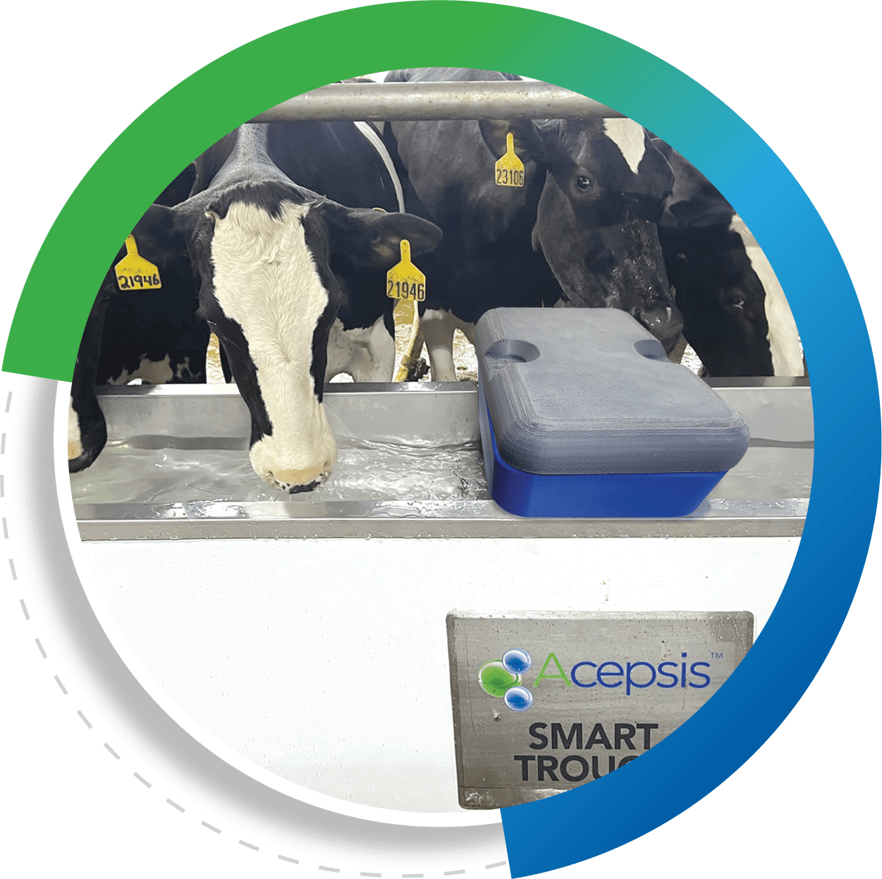 Cows at Water Trough