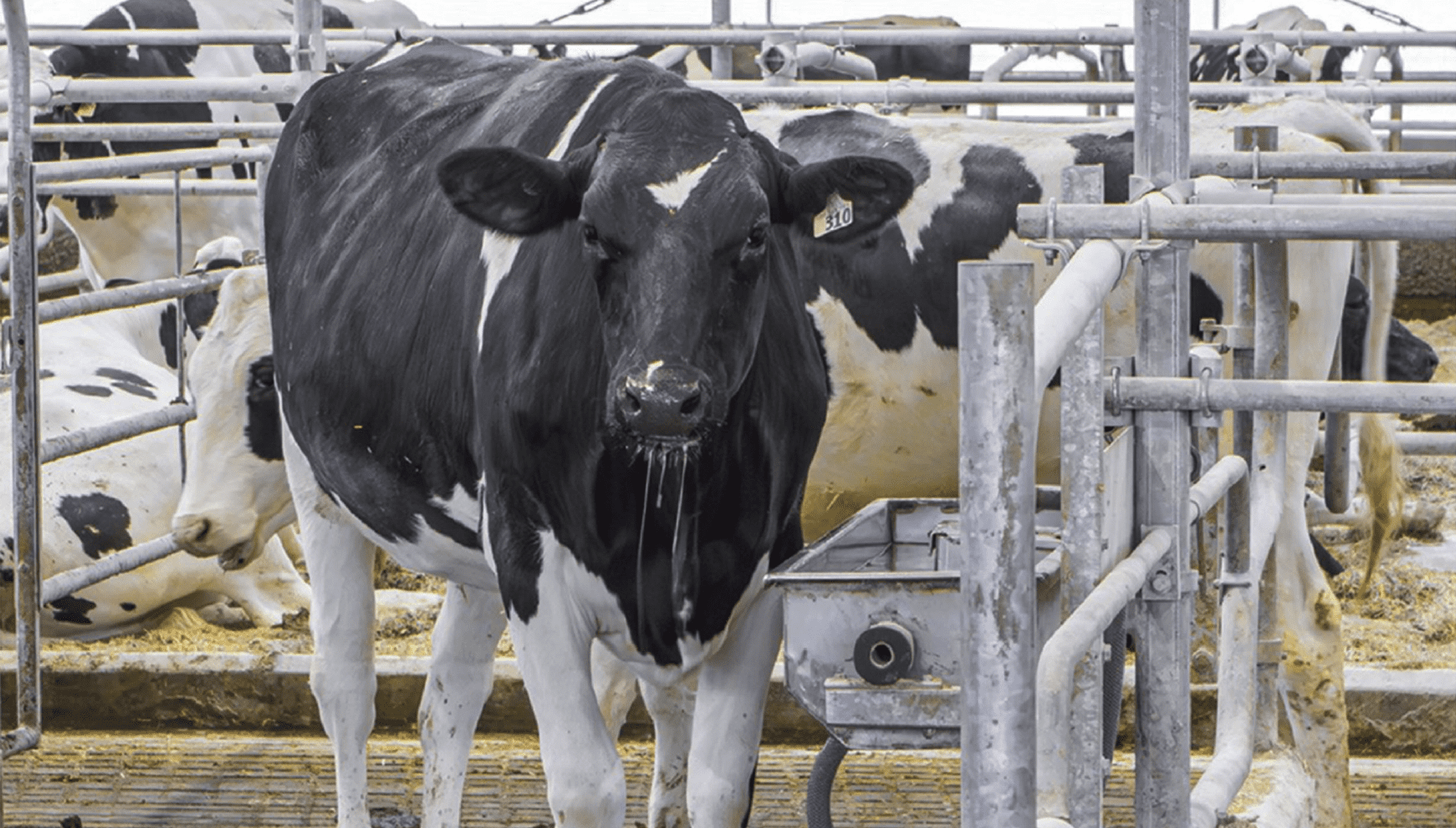 Dairy Cow At Water Trough