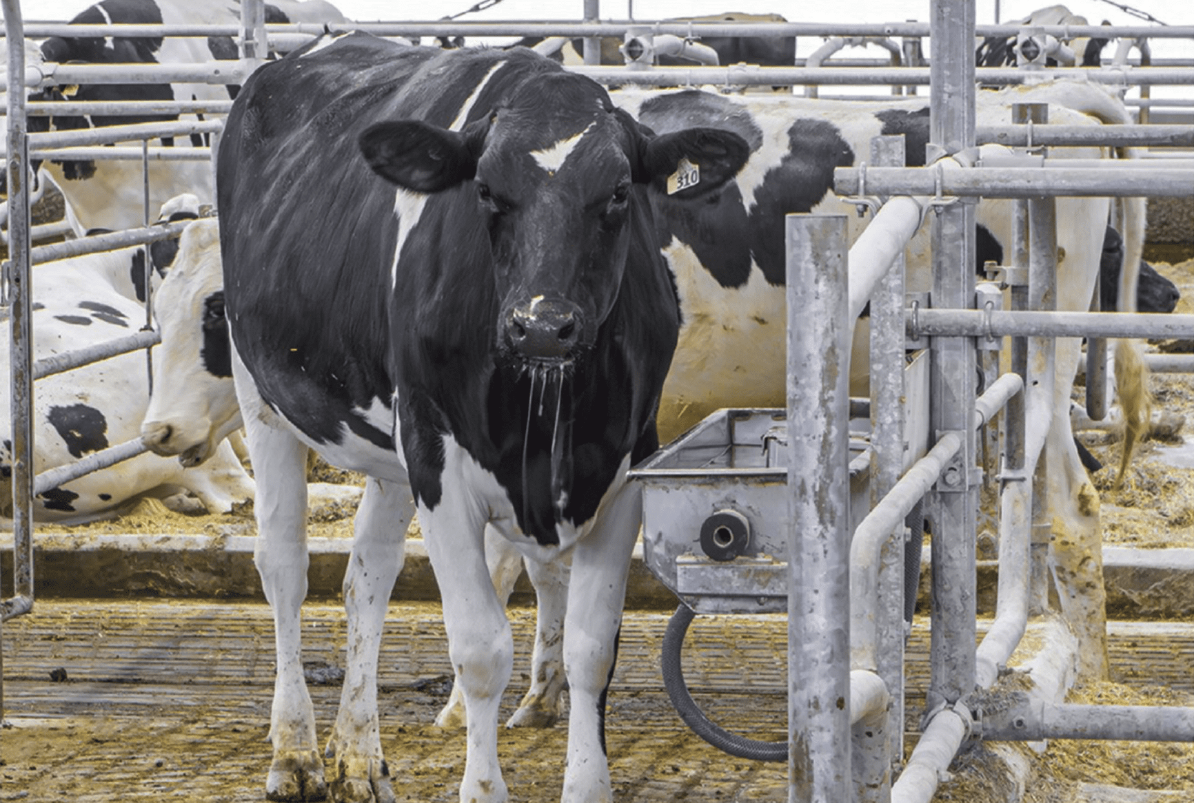 Dairy Cow At Water Trough