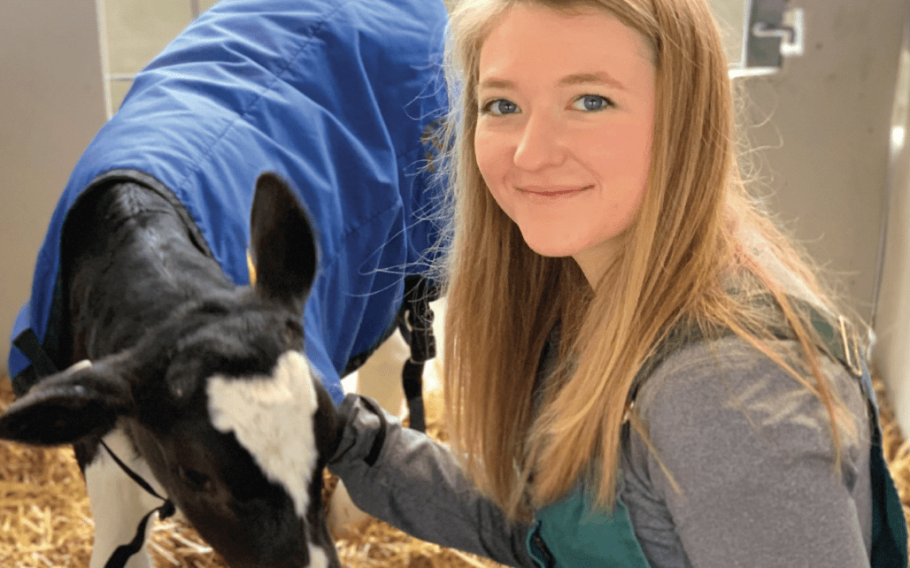 Veterinarian with dairy calf