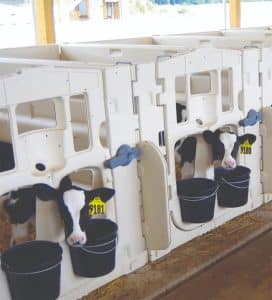 dairy-calf-stalls