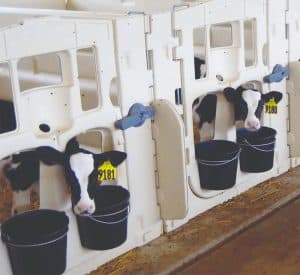 dairy-calf-stalls