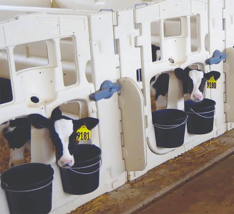 dairy-calf-stalls